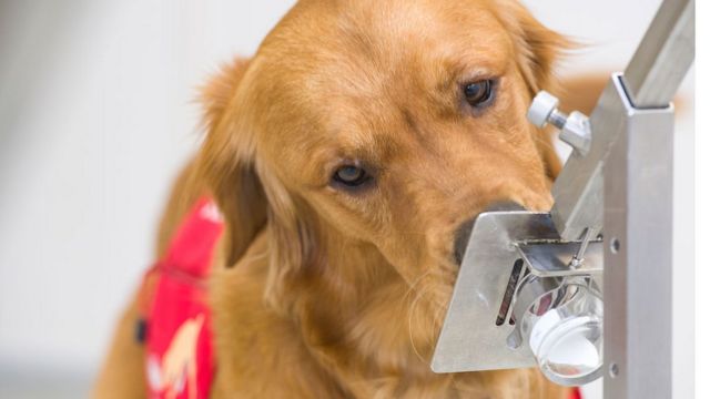 EEUU entrena perros para detectar covid-19