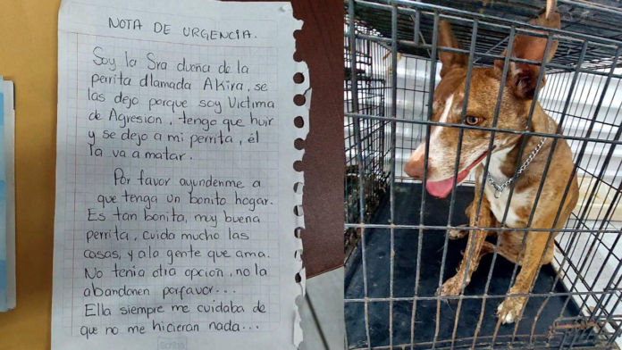 'Tengo que huir': Mujer abandonó a su mascota por temor a que la mataran