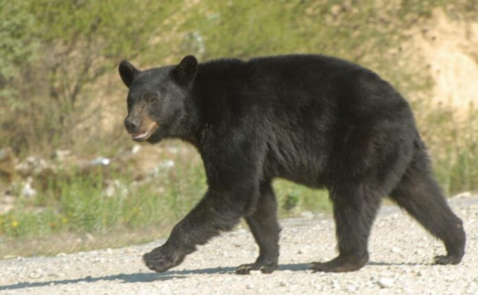 Presencia de osos será permanente en Saltillo