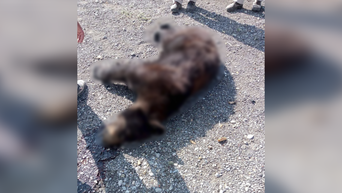 Atropellan a oso en Torreón; buscaba comida