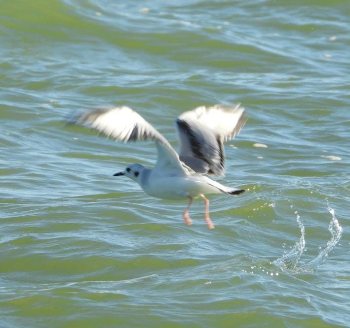 Realiza CONANP conteo de aves migratorias en la Carbonífera