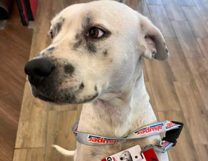 Conoce a ‘La Güera’, perrita adoptada por trabajadores de AlSuper Torreón