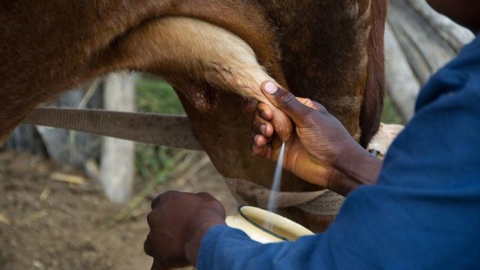 Sequía amenaza producción de leche en México