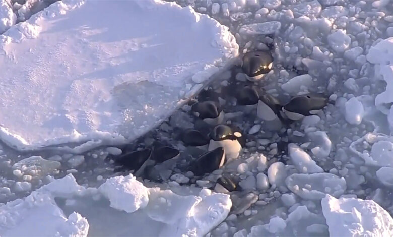 ¡Logran escapar! Se salvan orcas atrapadas en hielo, Japón