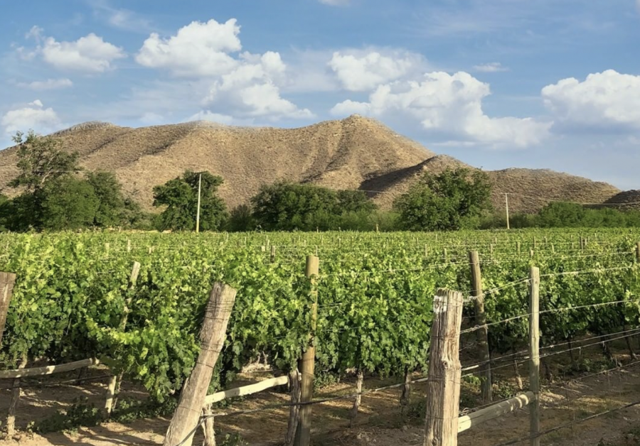 Viñedos en Parras de la Fuente, con hileras de vides y montañas al fondo.