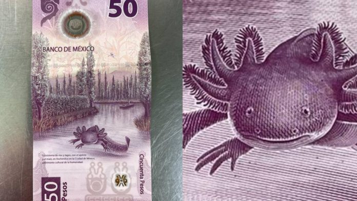 ¿Lo tienes?: Hasta 90 mil pesos cuesta en línea el billete del ajolote