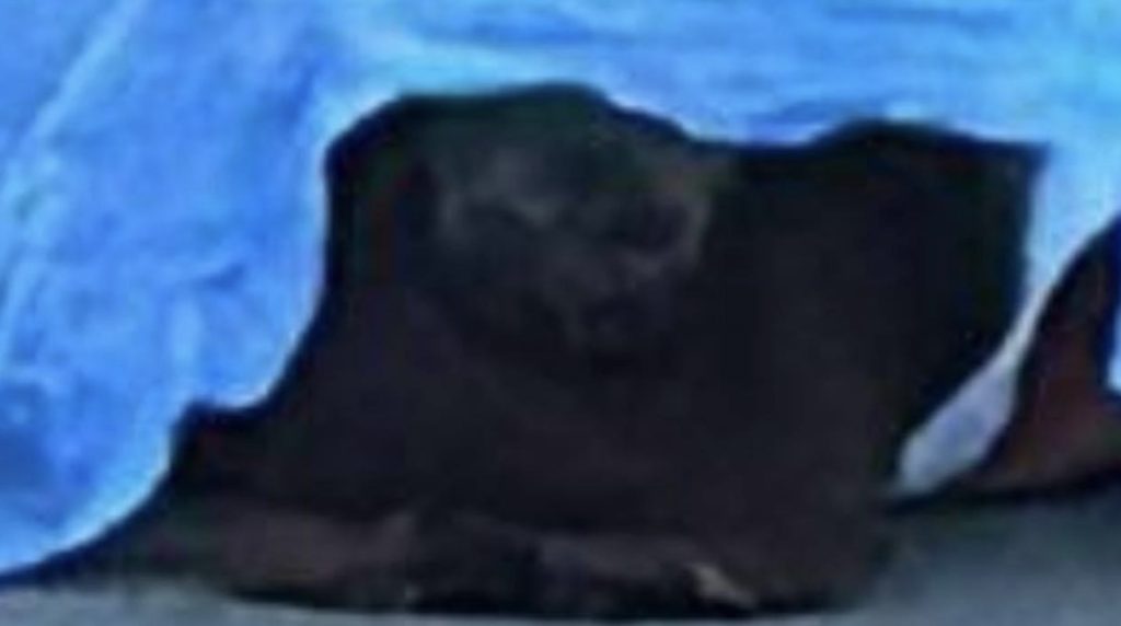 Se aparece el Diablo en Saltillo tras fatal accidente vial