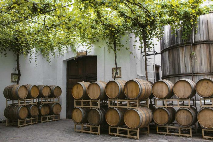 Viñedos en Parras de la Fuente, con hileras de vides y montañas al fondo.