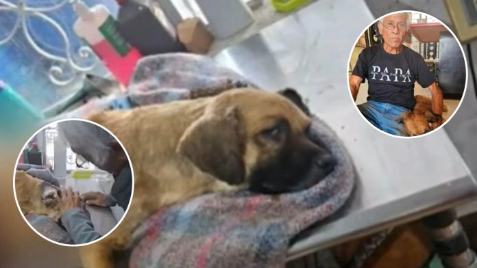Sujeto mató a perro de vecino por ensuciar su banqueta