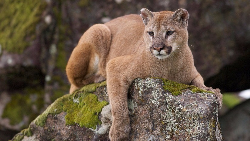 Avistamiento de Puma en Sierra de Zapalinamé: Indicador de Salud Ecosistémica