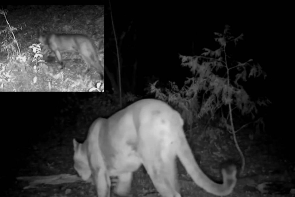 puma-Sierra-de-Zapalinamé