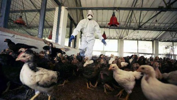 Residuos virales de gripe aviar en la leche, ¿deberías preocuparte?