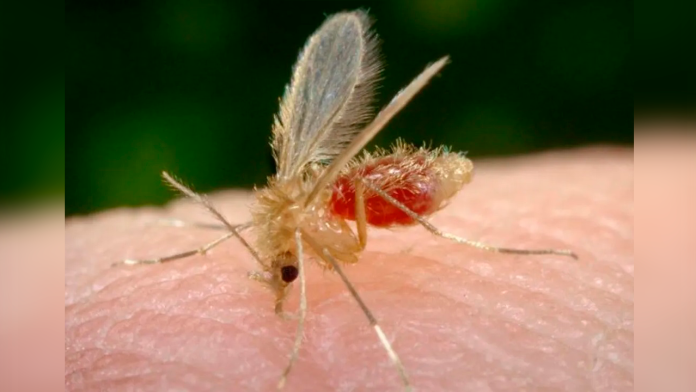 Mosquitos jejenes: ¿Qué son y cómo evitarlos?