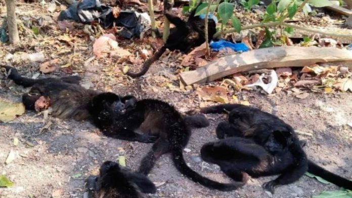 Calor extremo causa la muerte de 78 monos saraguatos, especie en peligro de extinción