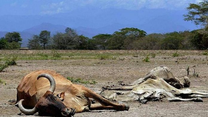 Crisis en Coahuila Sequía golpea el ganado en la región de Cuates de Australia