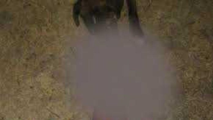 Encuentran a perros de la calle comiendo una pierna humana