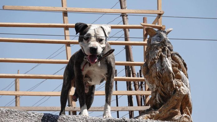 Existe multa por dejar perros en la azotea: ¿Cuánto es el monto?