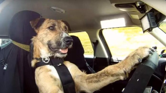 Conoce la escuela de manejo para perros callejeros en Nueva Zelanda