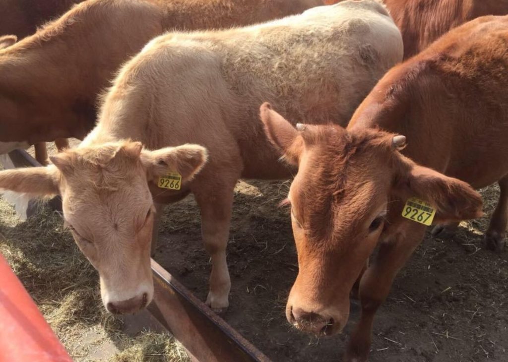 Mata calor y sequía al ganado en San Buena