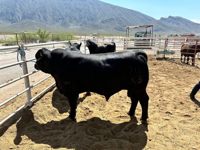 Tormenta tropical beneficiará al muy castigado campo de Coahuila