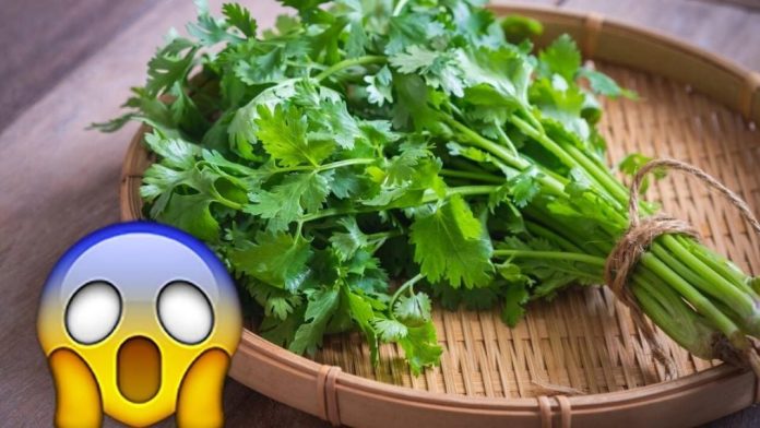 ¡Hasta 70 pesos! Por esta razón ha subido tanto el precio del cilantro en México