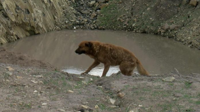 Hombre se ahoga al intentar salvar a un perrito