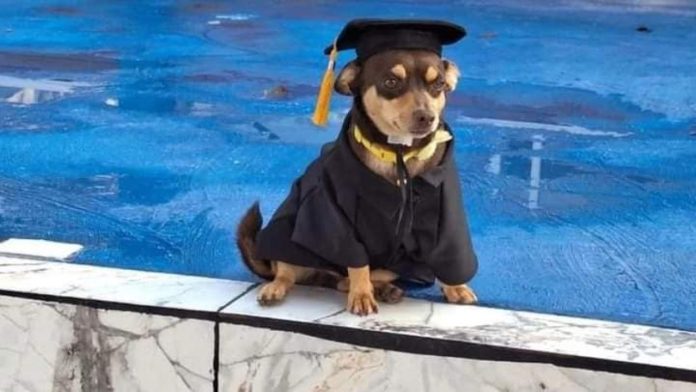 ¡Con honores!: 'Canelo', perrito rescatado, se gradúa del bachillerato