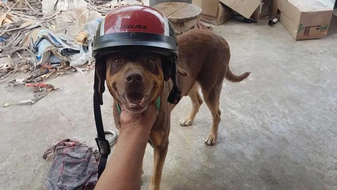 Fallece el perrito guardián de Chichen Itzá a los 14 años 'Cumplió su misión'