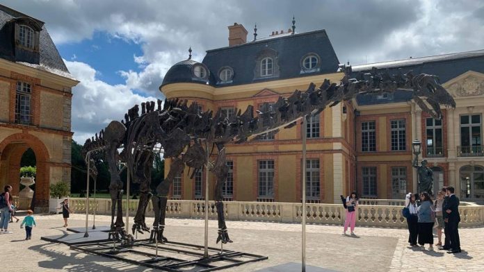 Subastarán en Francia esqueleto de dinosaurio gigante