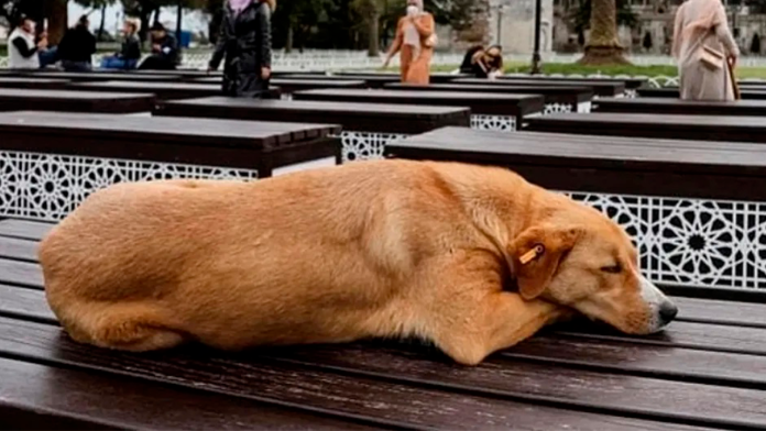 Turquía aprueba una nueva ley para sacrificar perros callejeros