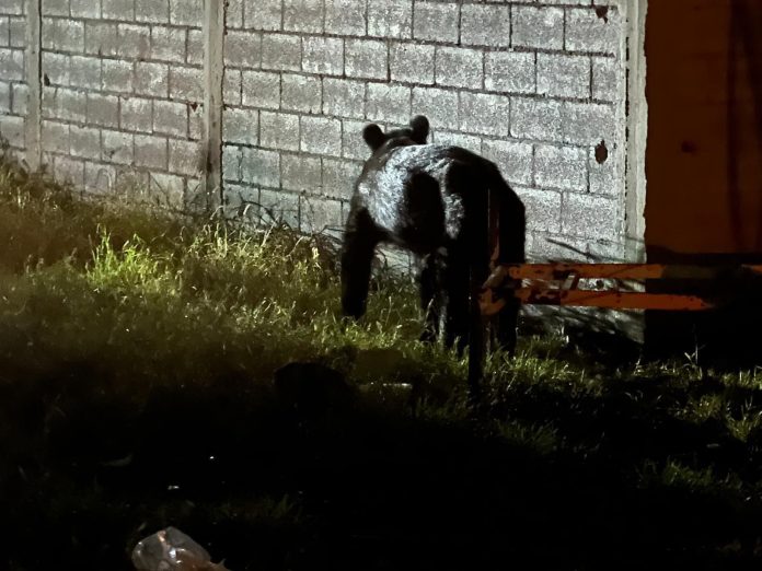 Alerta PC de Castaños por bajada de animales silvestres