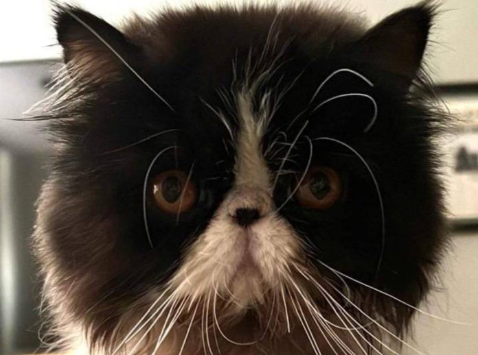 Una familia pagó una recompensa de 20 mil pesos por este gatito de nombre Bruno.