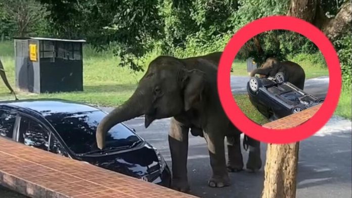 Elefante vuelca auto tras parrillada no autorizada de turistas