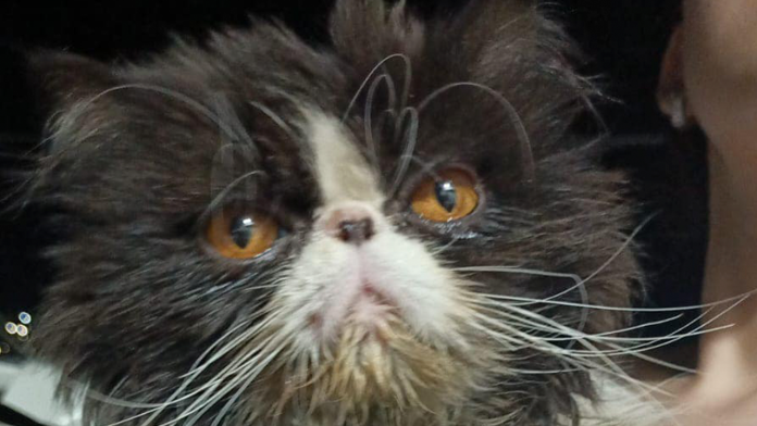 Encuentran a Bruno, gatito por el que ofrecían 20 mil pesos de recompensa en Monclova