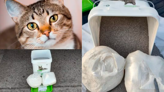 ¡En el día del gato!: Encuentran metanfetamina oculta en arena para gatos en Sinaloa