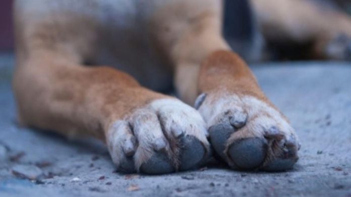 Joven es mordida por perro en la colonia Las Misiones