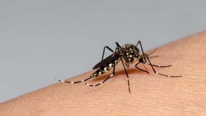 Reportan 47 casos de dengue en Torreón