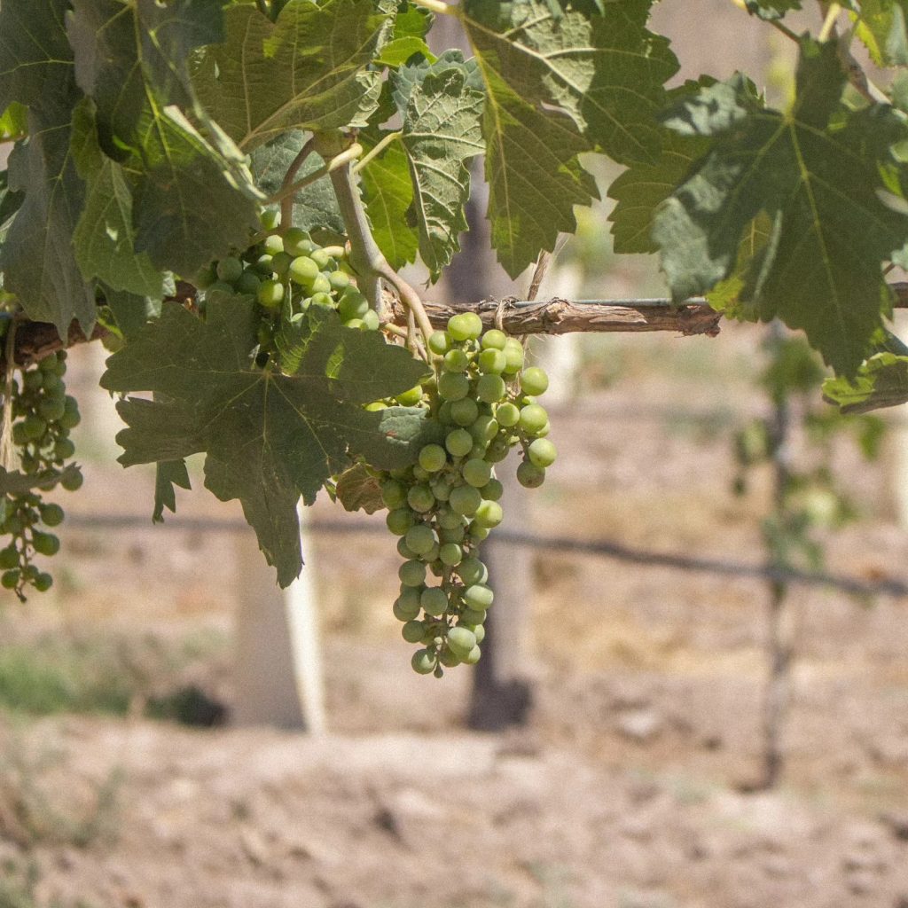 VINOS DE COAHUILA