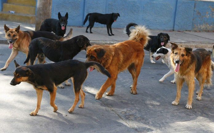 Lanzan programa para cuidado y control de sobrepoblación canina