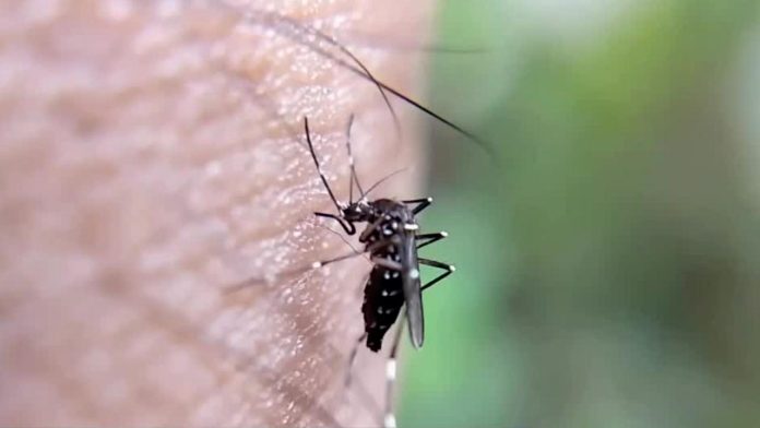 Reportan cuatro muertes a causa del dengue en Coahuila