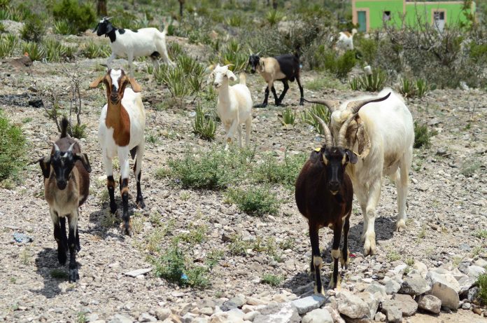 Inicia San Buenaventura vacunación en ganado para evitar fiebre por frío
