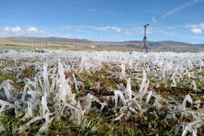 Ejidatarios de San Buenaventura se preparan ante posibles heladas invernales