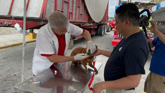 Siguen trabajando con brigadas de atención a mascotas