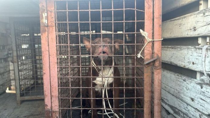 Ataque de perro pitbull deja grave a bebé y lesiona a su abuelita