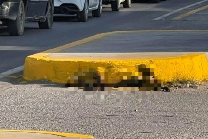 Atienden denuncia de can sin vida pintado en vía publica