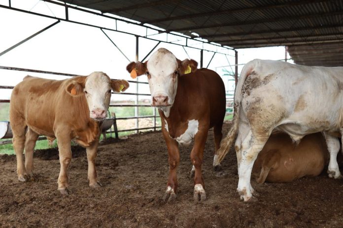 Buscan ganaderos cumplir con protocolo sanitario