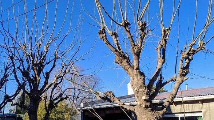 Abuelito pierde la vida tras caer mientras podaba un árbol en Coahuila