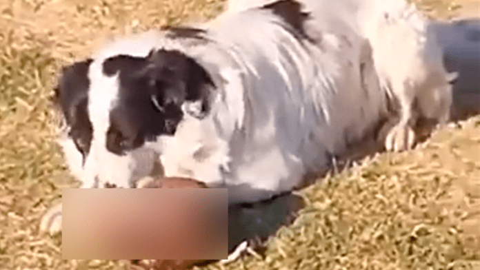 Perros sorprendieron a vecinos al ser vistos jugando con cráneo humano