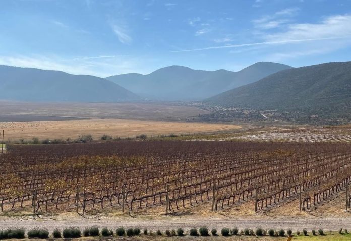vinos parras