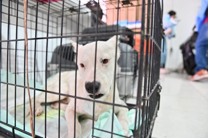 Anuncian jornadas de esterilización para caninos y felinos